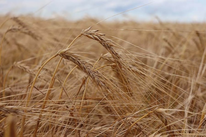 Barley crop